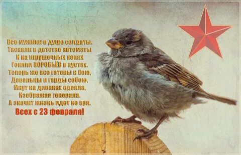 Воробей донбасс