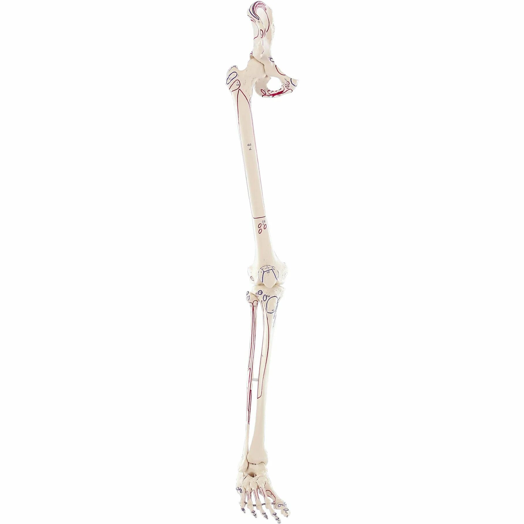 Скелет руки. Скелет ноги. Скелет руки человека. Скелет рук и ног.