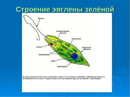 Органоид эвглены зеленой содержащий хлорофилл
