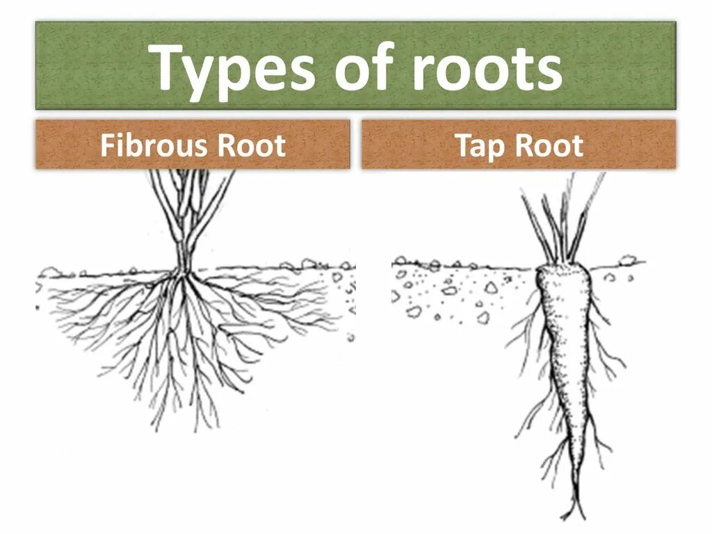 Types of roots. Fibrous root. Root structure. Root System Types. Root support