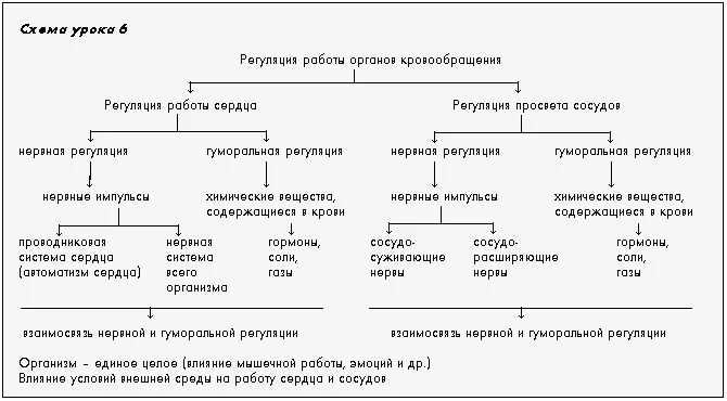 Гуморальная регуляция работы сердца человека. Схема регуляции сосудистой системы: нервная и гуморальная. Регуляция работы сердца и сосудов нервная и гуморальная. Регуляция работы сердца таблица. Регуляция деятельности сердца схема.