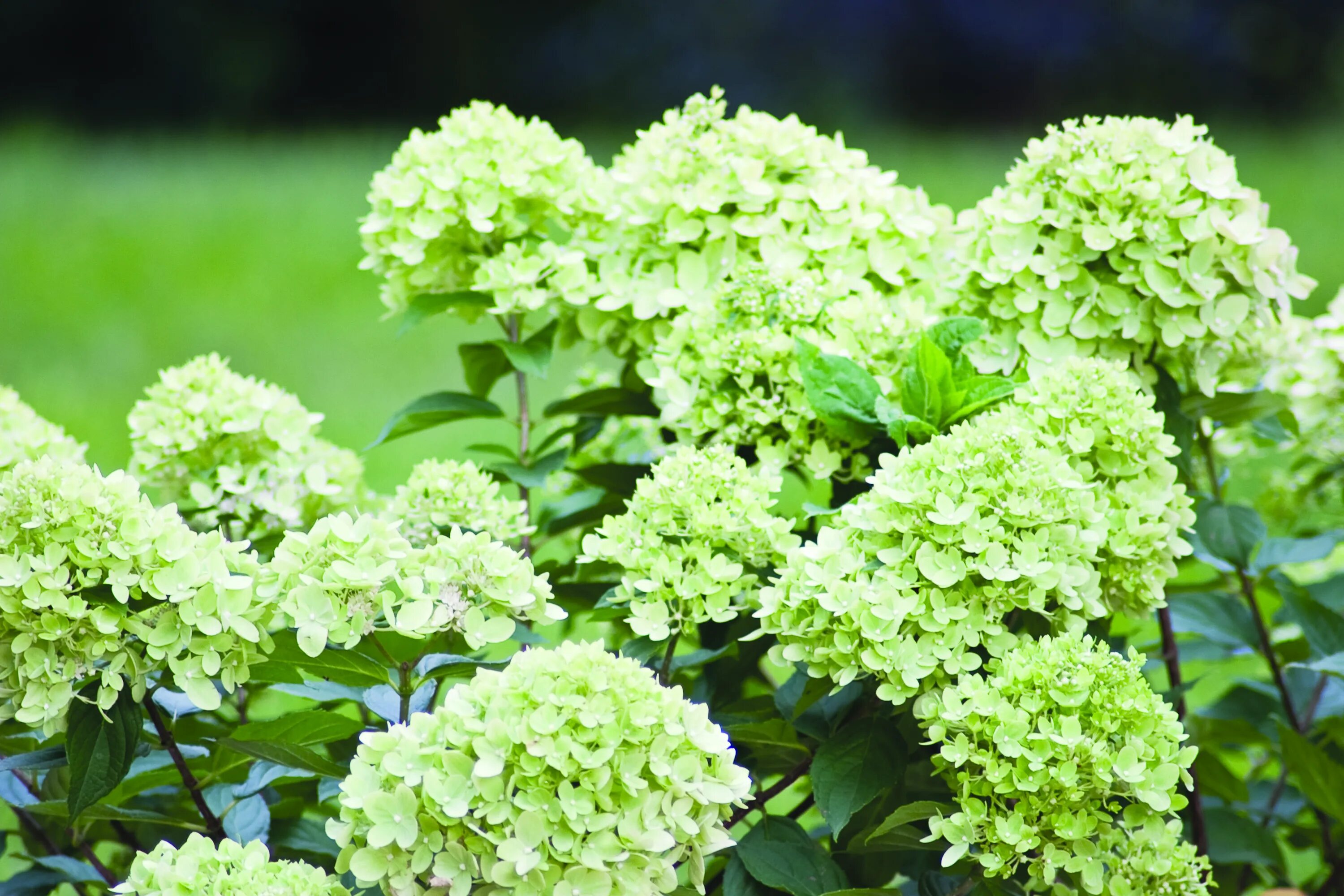 Hydrangea paniculata little. Hydrangea paniculata little