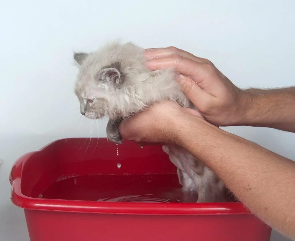 Сколько мыть котенка. Помытый котенок. ухаживание за кошкой. мытье кошки. котенка моют.