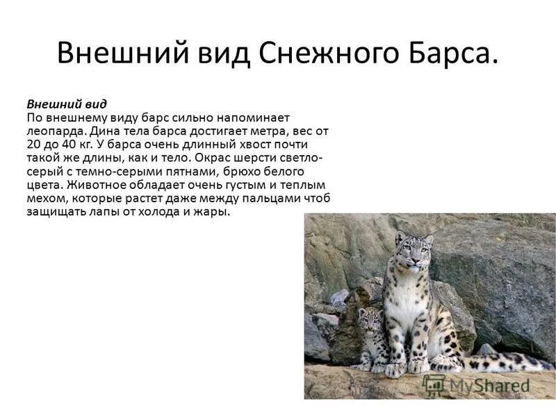 Барс до 5 кг. Среда обитания снежного Барса ирбиса. Снежный Барс зона обитания. Красная книга Кузбасса снежный Барс. Белый Барс красная книга.