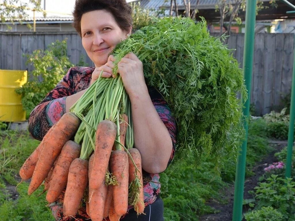 Какую почву любит морковь. Морковь в огороде. Гигантская морковь. Урожай моркови дача огород. Человек и морковь огород.
