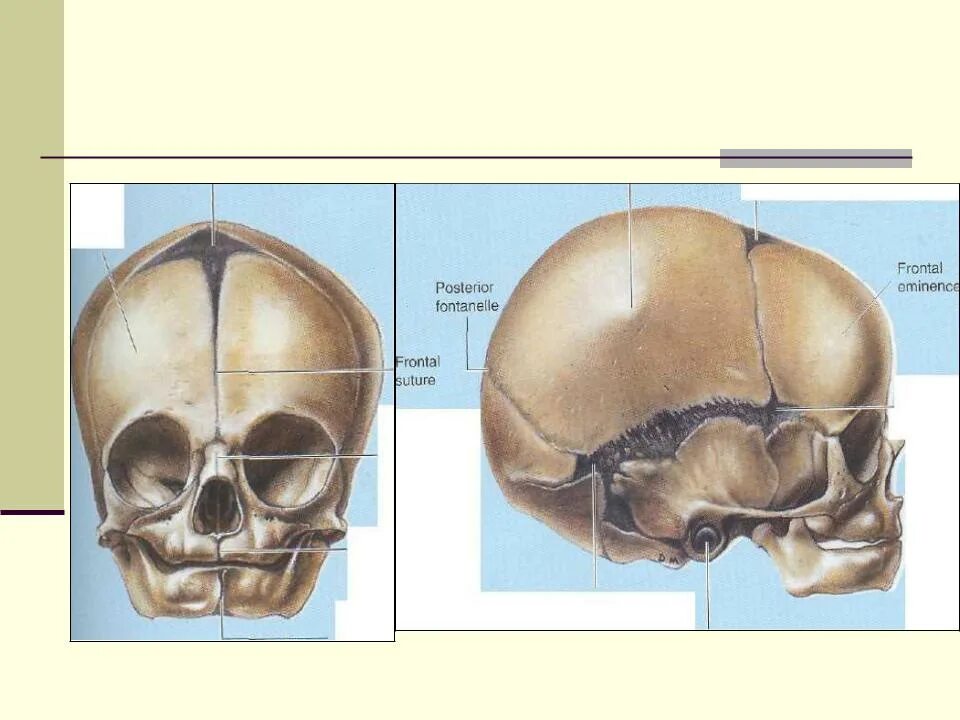 Передний Родничок черепа. Строение черепа младенца. Череп младенца и взрослого.