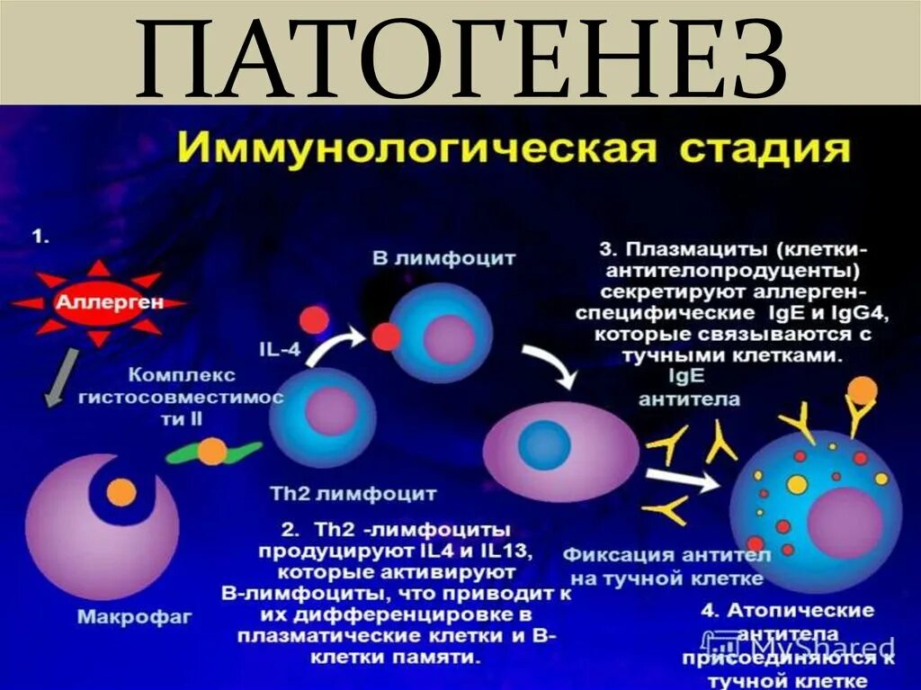 Анафилаксия этиология патогенез. Механизм развития анафилактического шока. Механизм развития анафилаксии. Патогенез анафилактического шока. Анафилактический шок патогенез