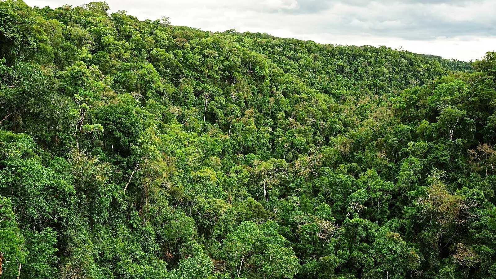 Selva lapiedra. Selva. Seĺka. Сельва Перу. Сельва Анды.