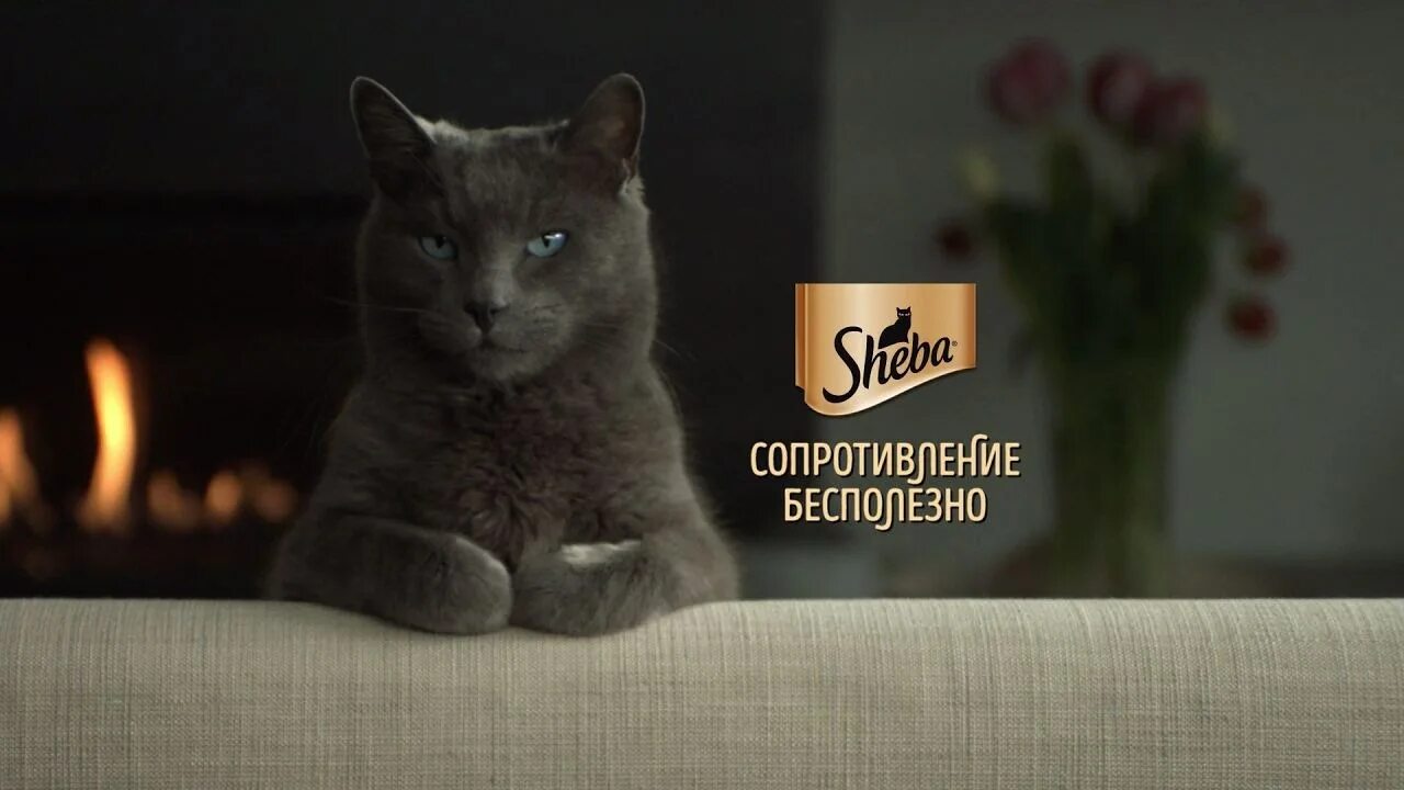 Реклама кошачьего. Реклама шеба корм для кошек. реклама кошачьего корма шеба. порода кошки из рекламы шеба. корм шеба для кошек кот из рекламы.