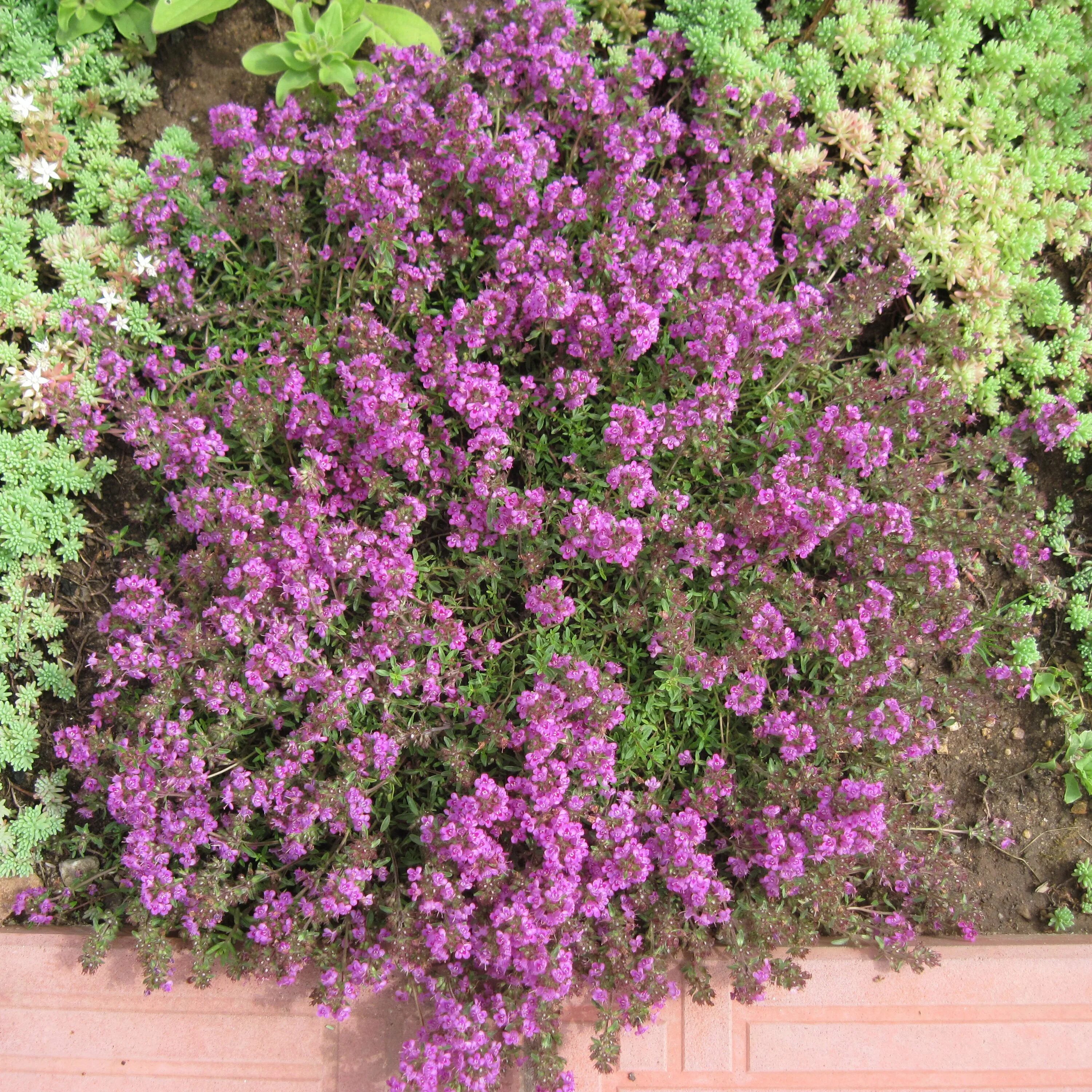 Тимьян ползучий радужный. Тимьян огородный. Почвопокровные многолетники тимьян. Почвопокровные многолетники чабрец. Тимьян ползучий (thymus serpyllum).