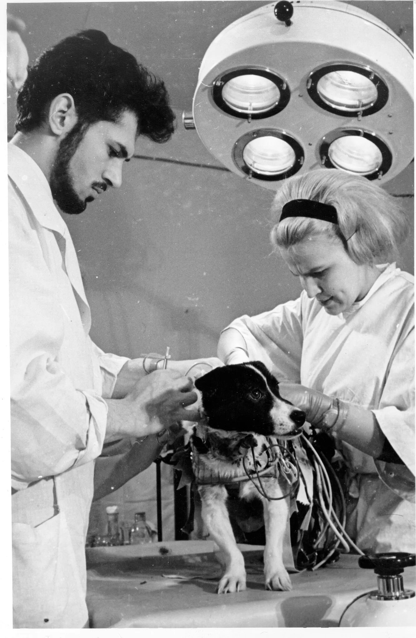 Космосе после собаки. Уголек и ветерок в космосе 1966. Ветерок и Уголек собаки космонавты. Собаки в космосе Уголек и ветерок первые. Собаки в космосе.