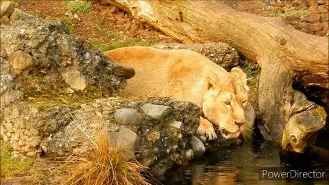 Wildlife videos