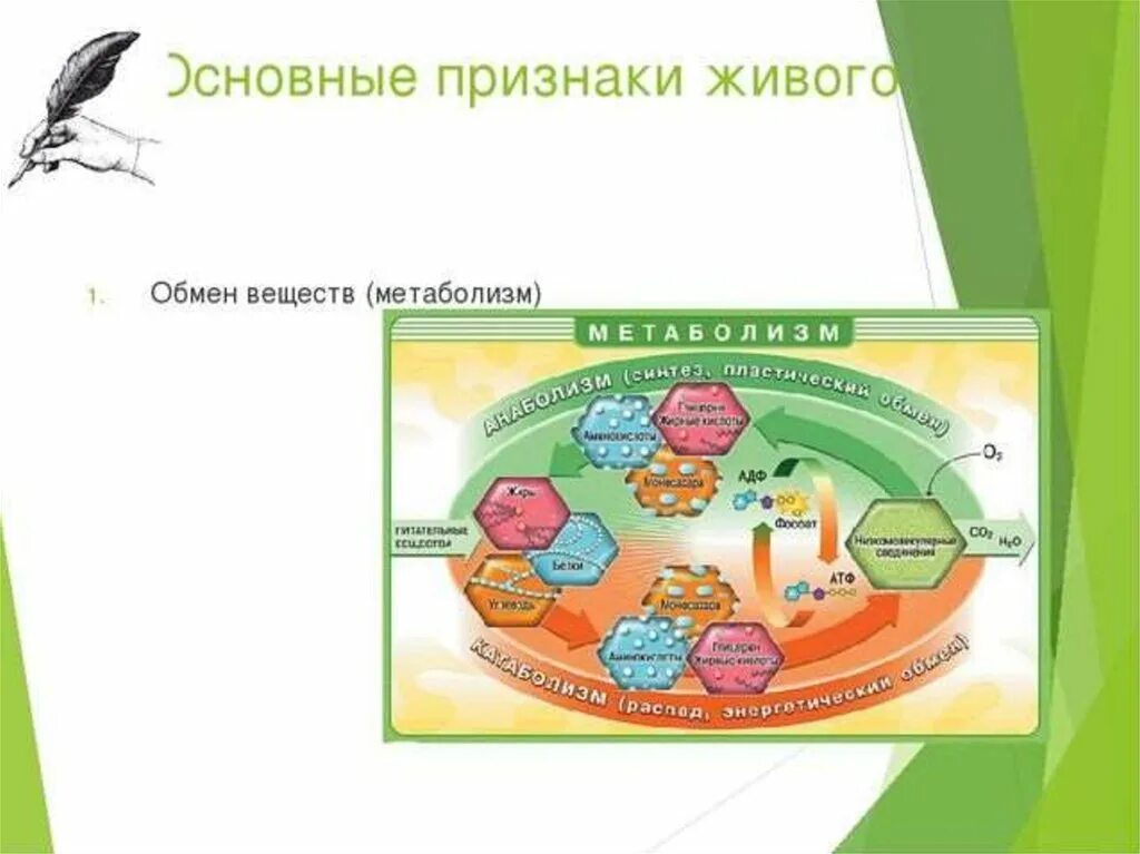 Что такое живые данные. Обмен веществ живых организмов. Обмен веществ главный признак жизни. Признаки живого метаболизм. Признаки живого обмен веществ и энергии.