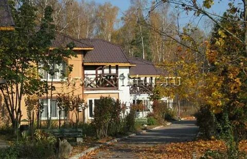 Березовая роща таруса