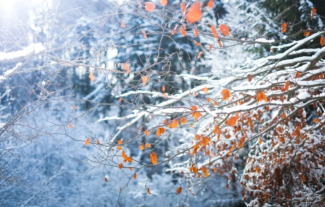 Пестрый снег. Снежная осень. Первый снег. Деревья в снегу. Осенние листья в снегу.