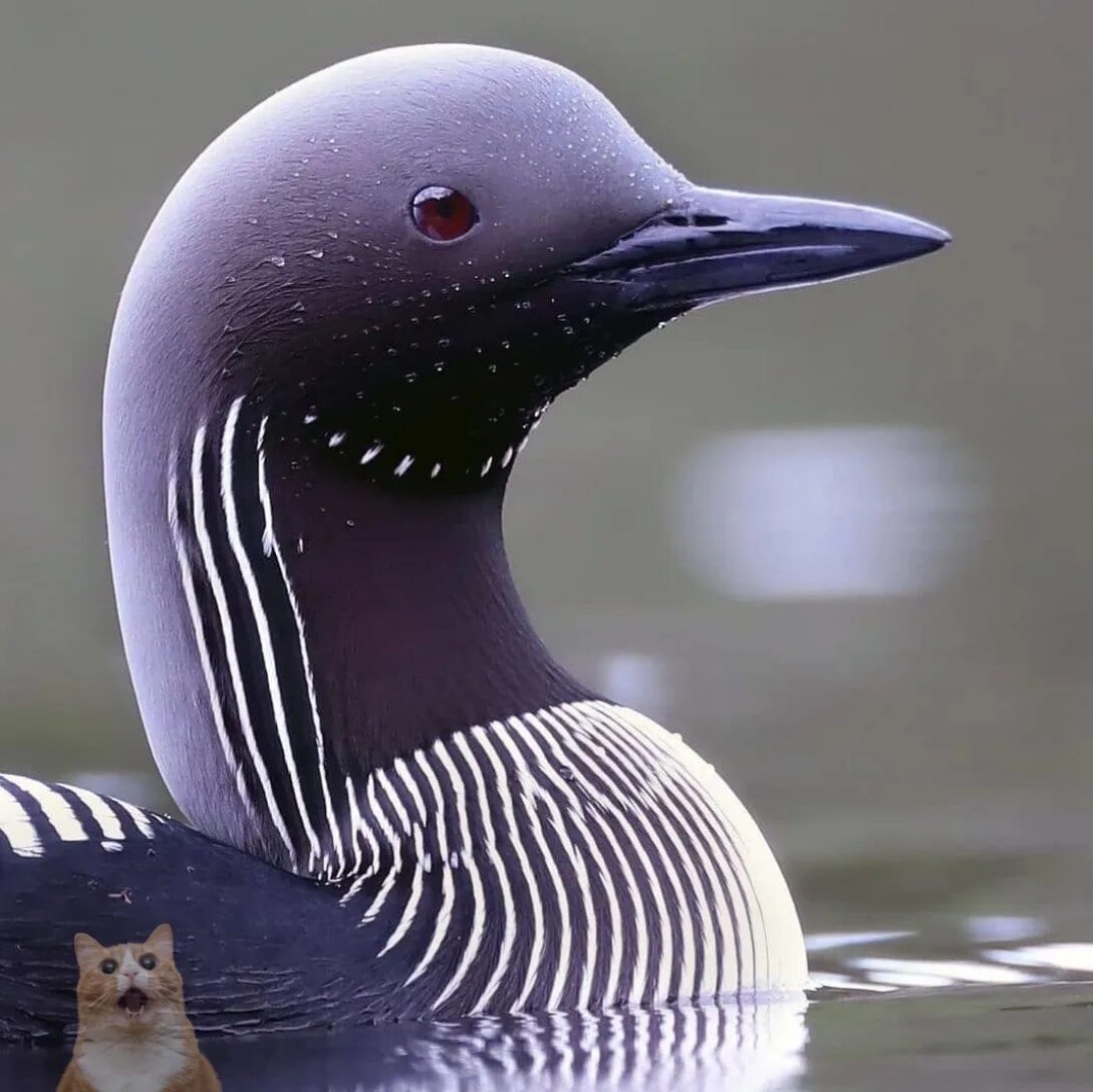 Черноклювая (полярная) гагара. Северная утка гагара. Чернозобая гагара. Гагара и гагарка. Черноклювая (полярная) гагара.