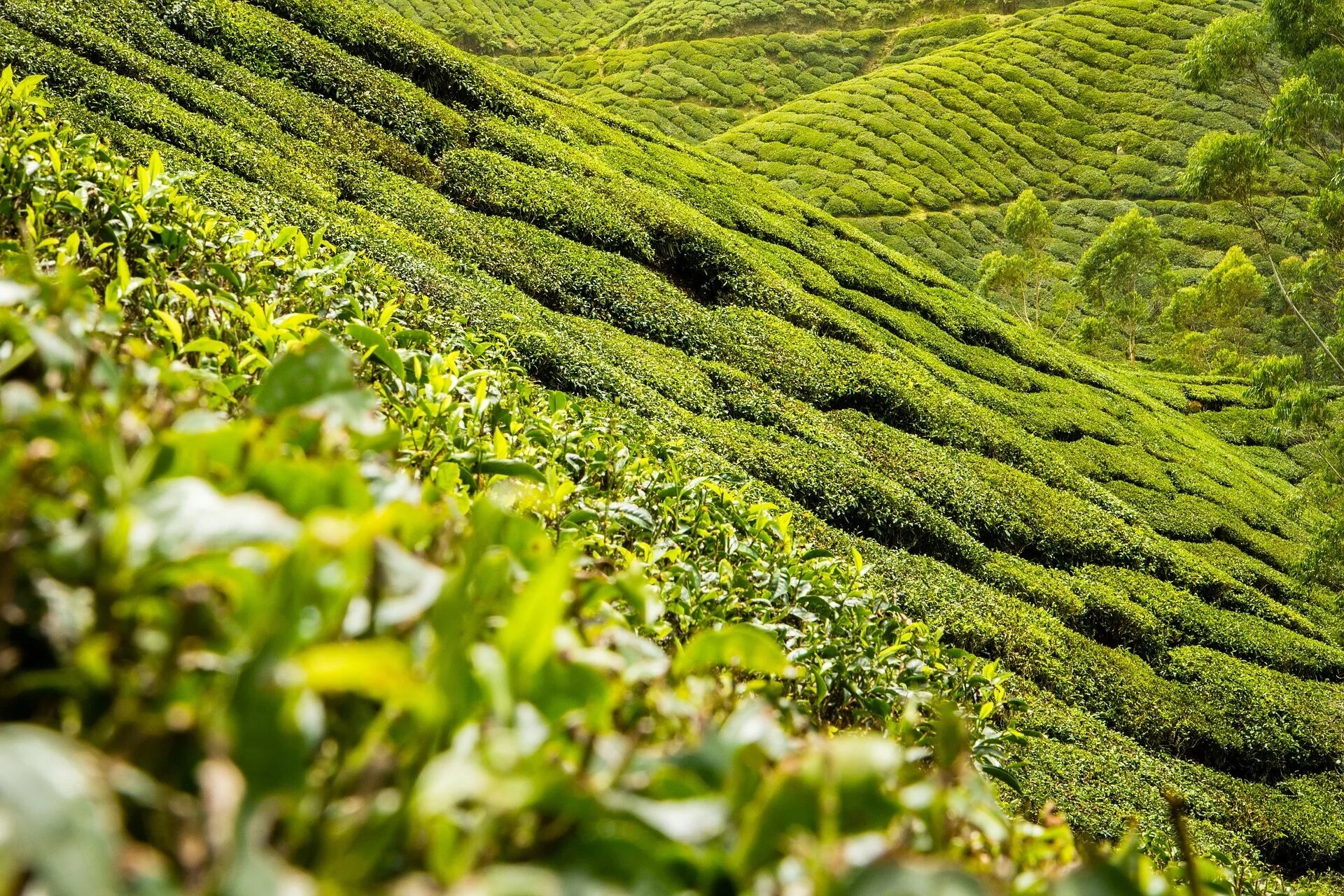 Террасы лонгджи деревня пиньян китай. Склон чайного дерева геншин. Чайное дерево. Склон чайного дерева геншин. Склон чайного дерева геншин.