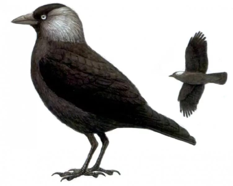 Галка обыкновенная ‒ corvus monedula. Coloeus monedula грач. Европейская галка. Галка ребенок. Европейская галка.