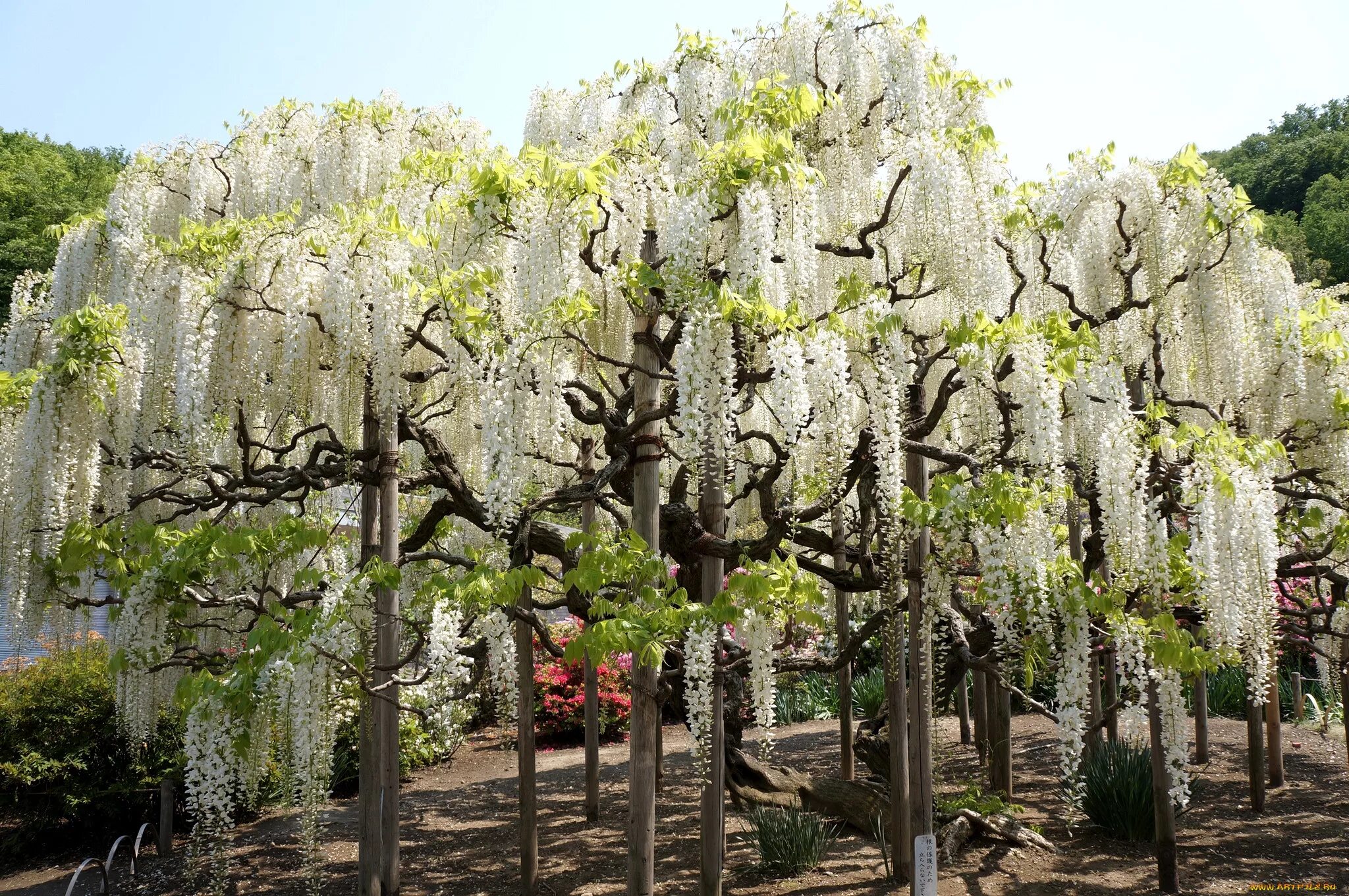 Wisteria sinensis Глициния китайская. Глициния белая