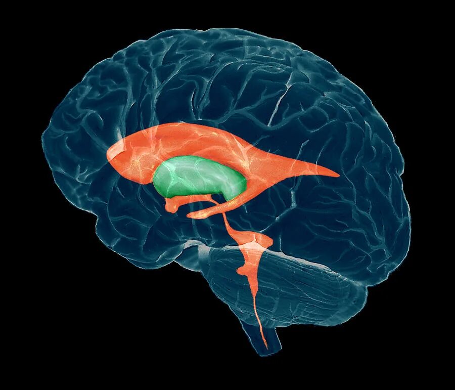 Brain 2 12. Головной мозг ребенка. Анатомия мозга для детей. Головной мозг новорожденного ребенка. Головной мозг и глаза.