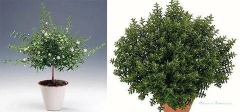 А мирт маг двух