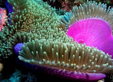 Ocean life