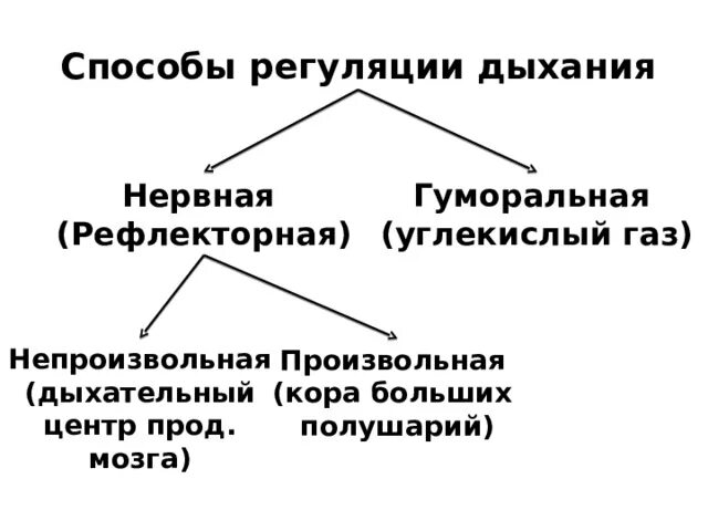 Центр произвольных дыхательных движений. Рефлекторная регуляция дыхания схема. Гуморальная регуляция дыхания кратко. Схема регуляции дыхания человека. Рефлекторная регуляция дыхания кратко.