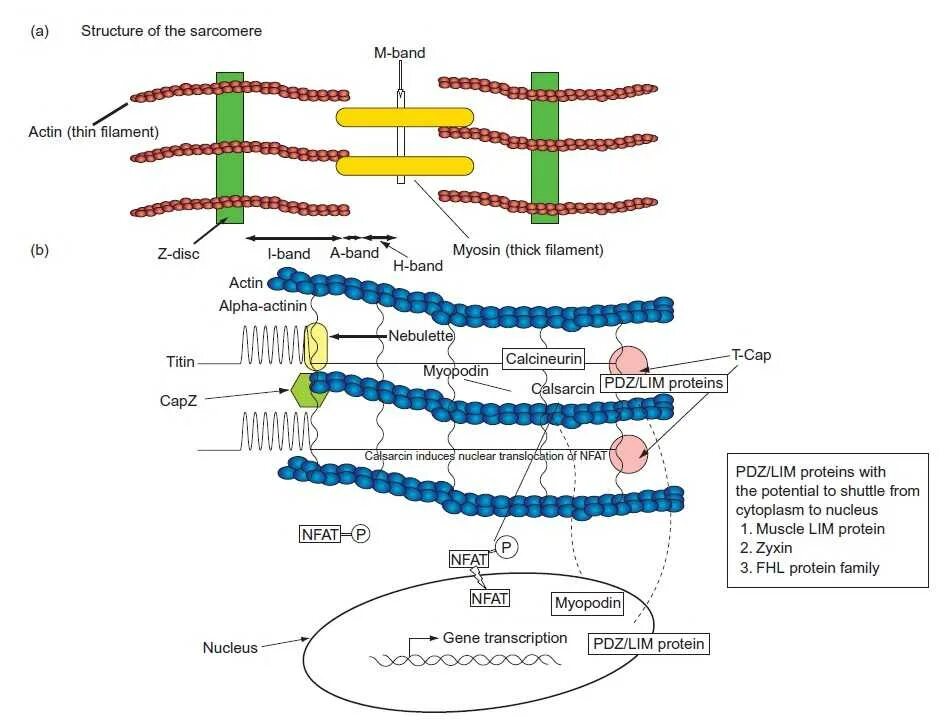Белки саркомера. Титин небулин. Небулин белок. Sarcomere structure. Белок титин функции.