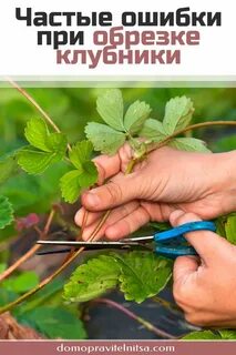 Обрезают ли усы у клубники осенью