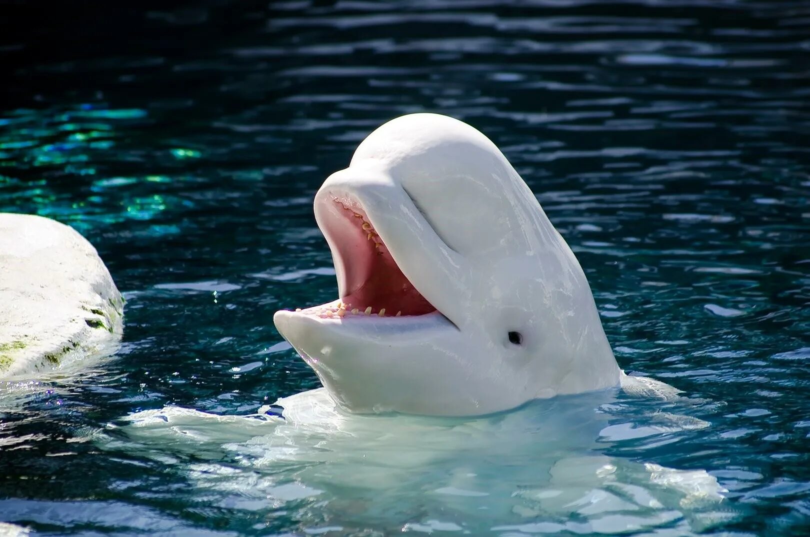 К какой группе относятся белухи. Белый кит Белуха. Полярный Дельфин Белуха. Белый Дельфин Белуха. Полярный кит Белуха.