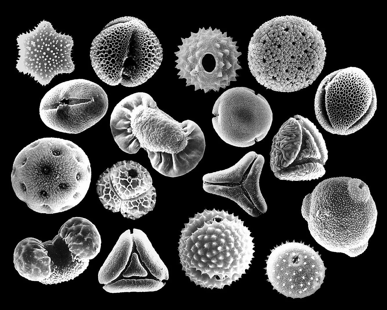 Пыльца микроскопия палинология. Пыльцевое зерно микроскоп. Пыльца растений микроскоп. Пыльца донника электронная микроскопия. Пыльца и споры