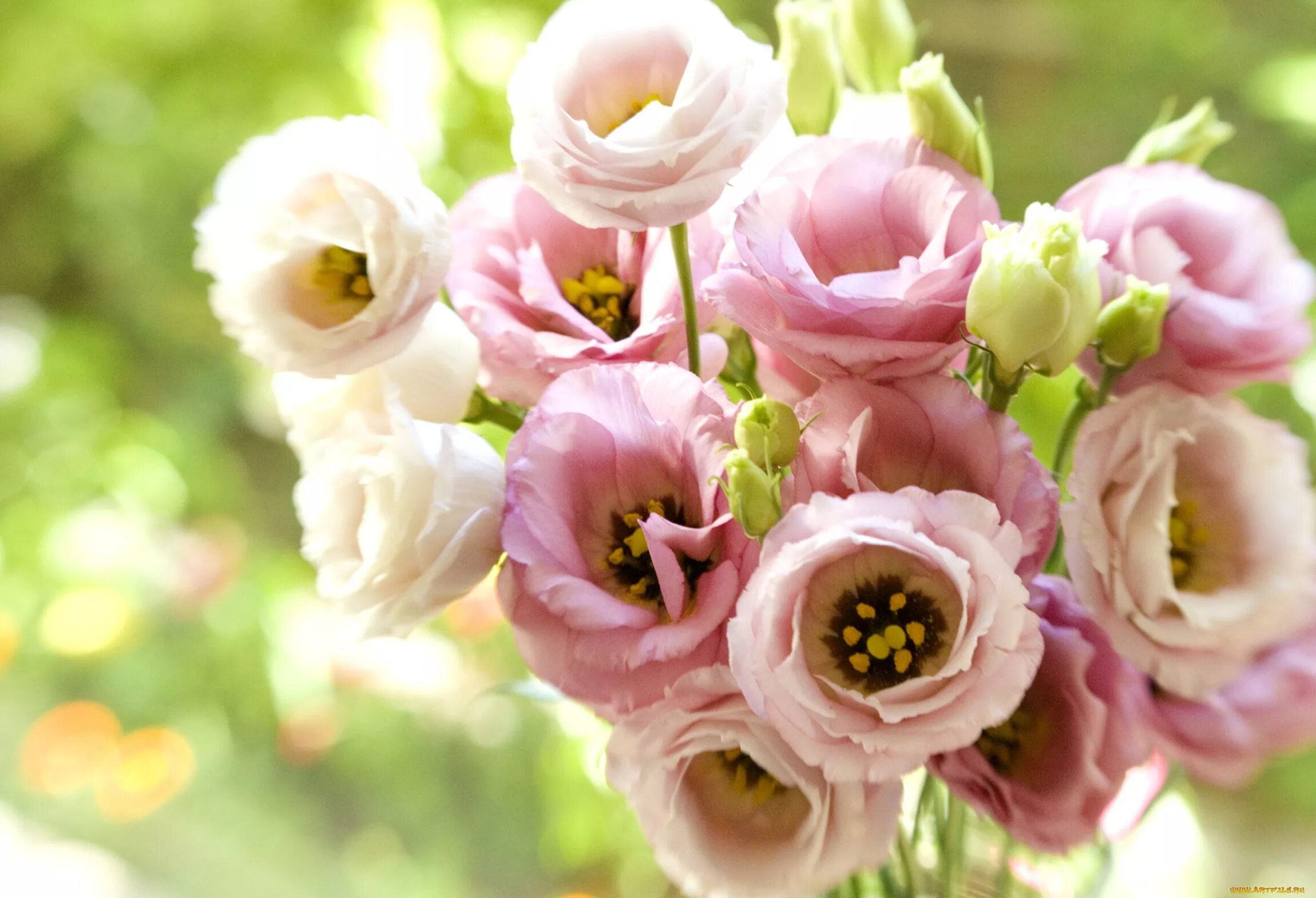 Цветочки в букетах название. Эустома лизиантус. Эустома (Lisianthus).