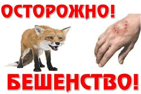 Осп бешенство