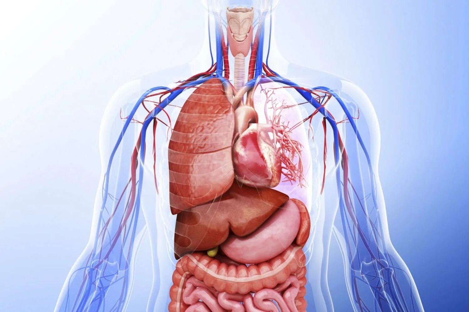 Здоровые органы человека. Органы человека. Внутренние органы человека. Человеческий организм. Снимки органов человека.