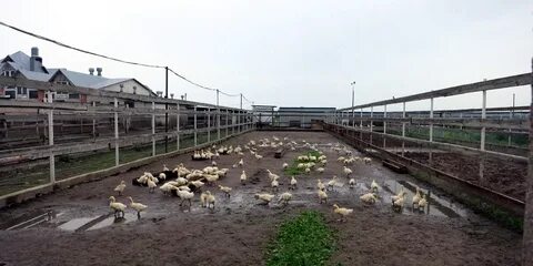 Эко ферма орловская