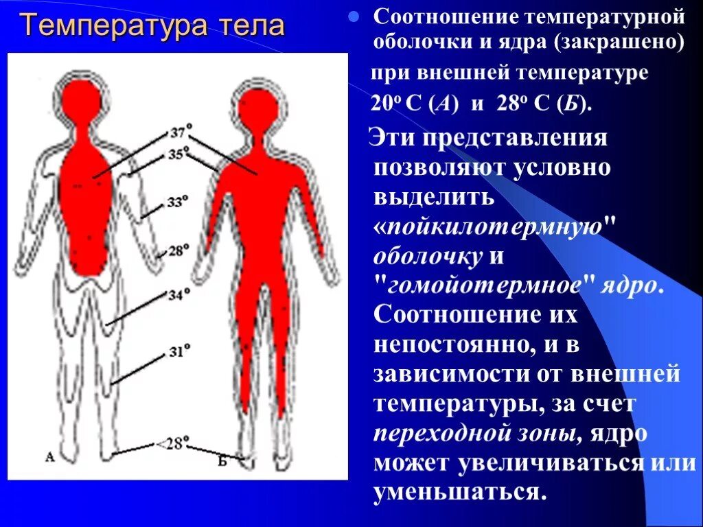 Особенности температуры тела человека. Температура тела. Температура ядра тела. Температурная схема тела. Температура ядра и оболочки.