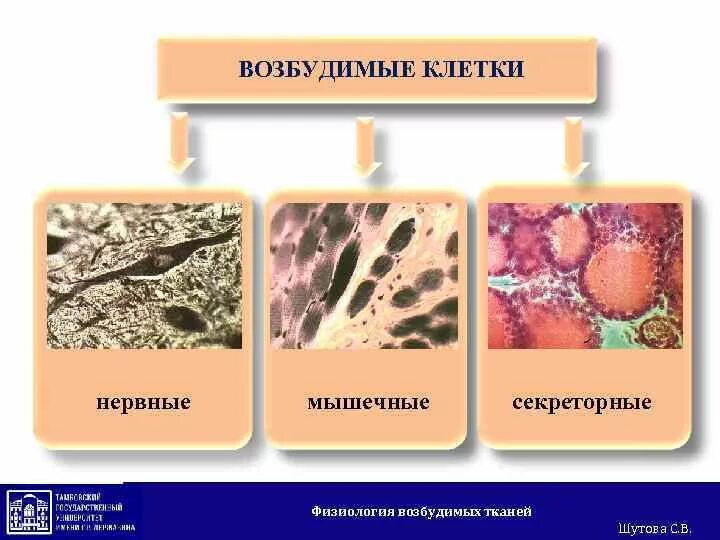 Типы тканей обладающих возбудимостью. Возбудимые ткани. нервная мышечная и железистая ткань. физиология тканей. понятие о возбудимых тканях физиология.