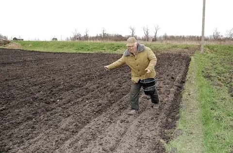 Как правильно сеять фацелию