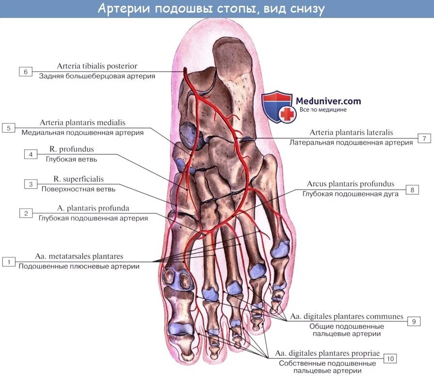 Артерии тыльной и подошвенной поверхностей стопы. Медиальная и латеральная подошвенные артерии. Медиальная подошвенная артерия. Подошвенная дуга образована артериями. Основные артерии стопы