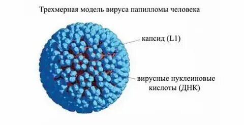 Вирус папилломы какой врач