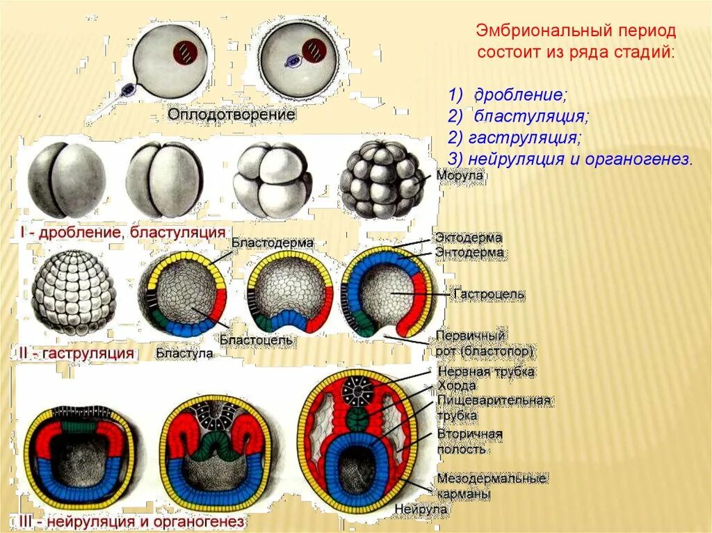 Эмбриональный период развития дробление гаструляция нейруляция. Эмбриональный период развития дробление гаструляция органогенез. Онтогенез гаструляция. Эмбриогенез и органогенез.