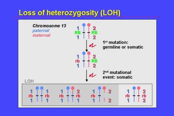 Loss of me. Absence of heterozygosity. Response to i love you. Loss of me. Loss of me.