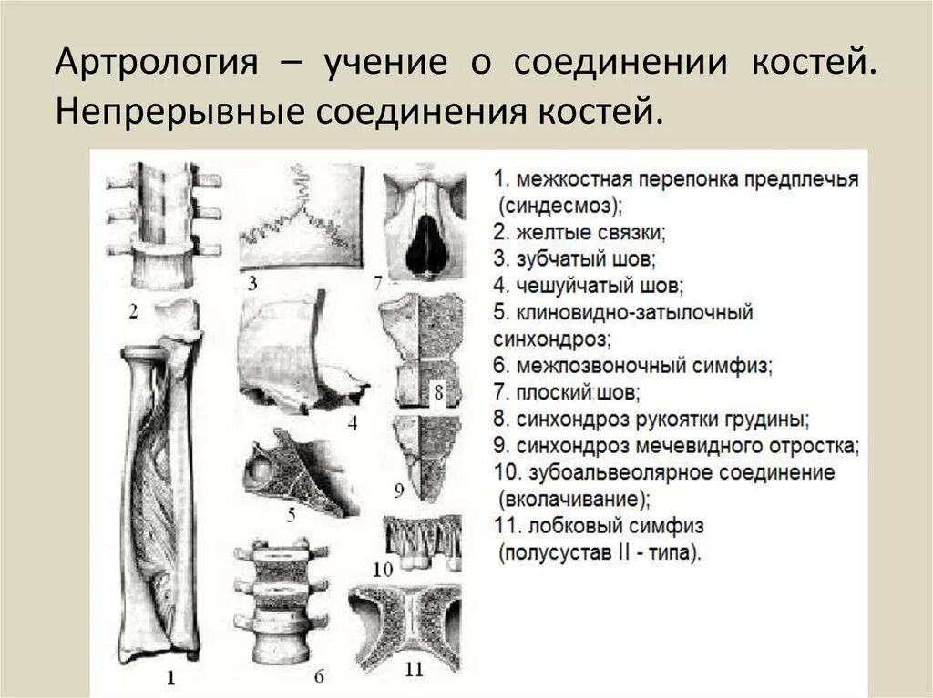 Учение о соединениях костей артрология. Непрерывное соединение костей синдесмозы. Соединение костей непрерывные прерывные полусуставы. Классификация соединений артрология.