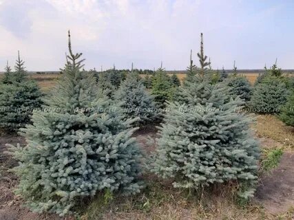 Ель работы