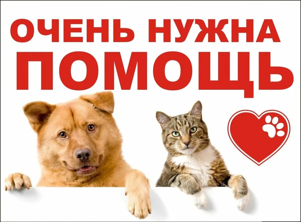 Помощь бездомным животным елец. Помоги приюту для животных. акция помощи животным. помогите приюту бездомных животных. помощь приюту для животных.