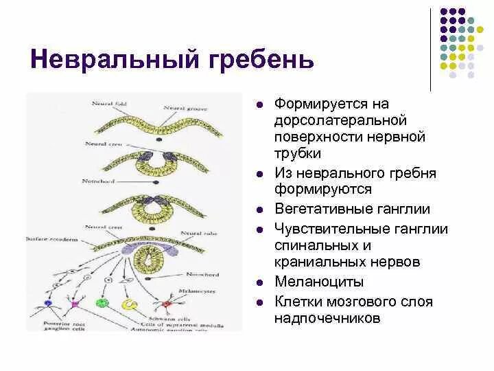 Структура нервного гребня. Пути миграции клеток нервного гребня. Строение нервного гребня. Что образуется из нервного гребня. Формирующийся гребень