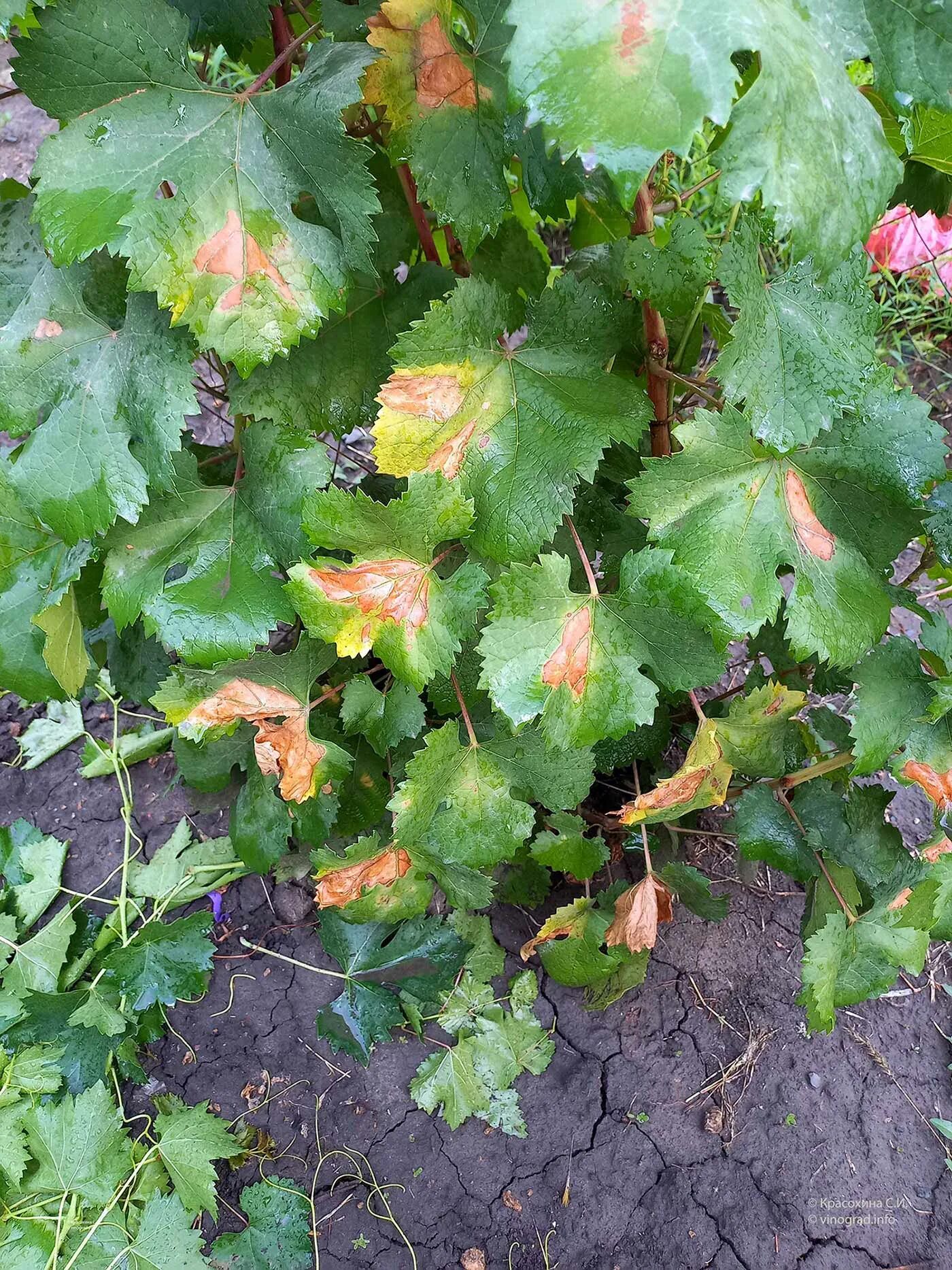Botrytis cinerea на винограде. Ботритис серый. Серая гниль винограда. Botrytis cinerea на винограде. Гнили винограда чем лечить.