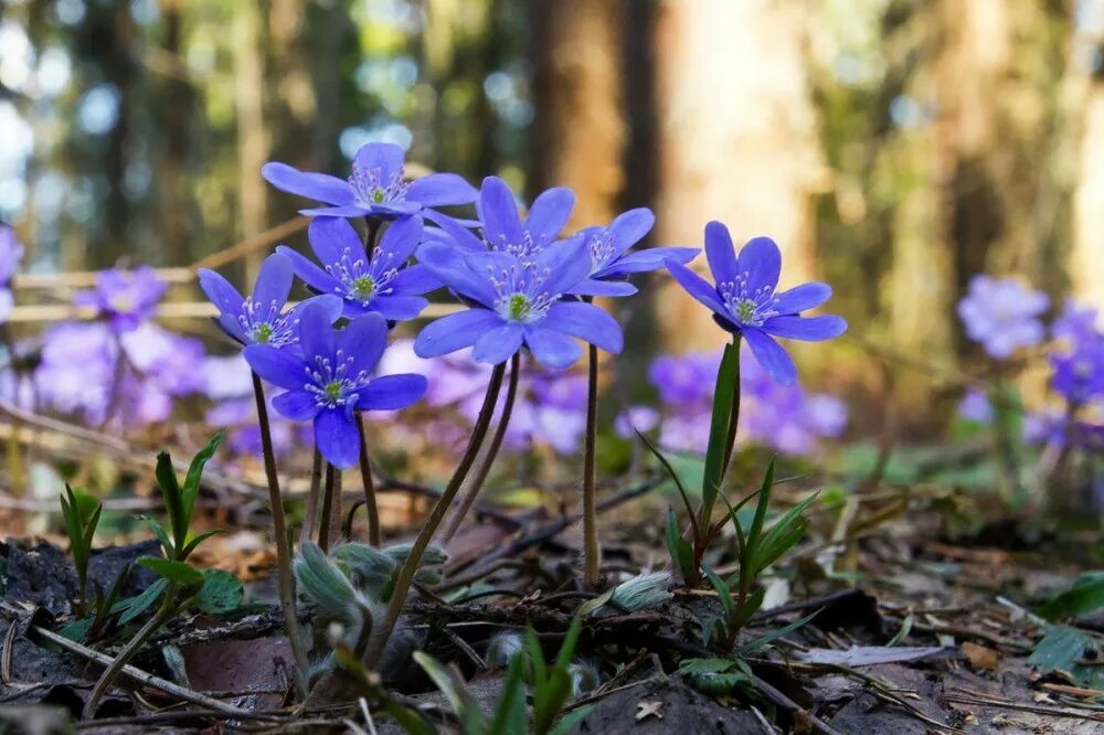 Первоцвет цветок полянка. Ранние весенние. Пролеска крокус галантус. Первоцветы галантусы. Первоцветы пролеска.