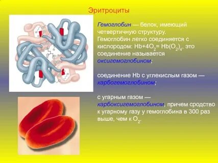Соединение кислорода с гемоглобином