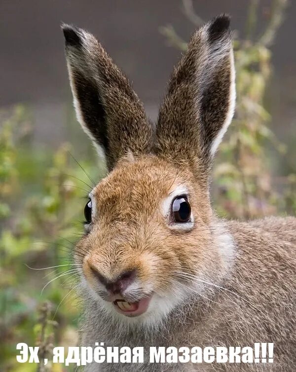 Заячья морда. Зайчик в лесу. Картинки на рабочий стол животные кролики. Заяц красный. Зайцов.